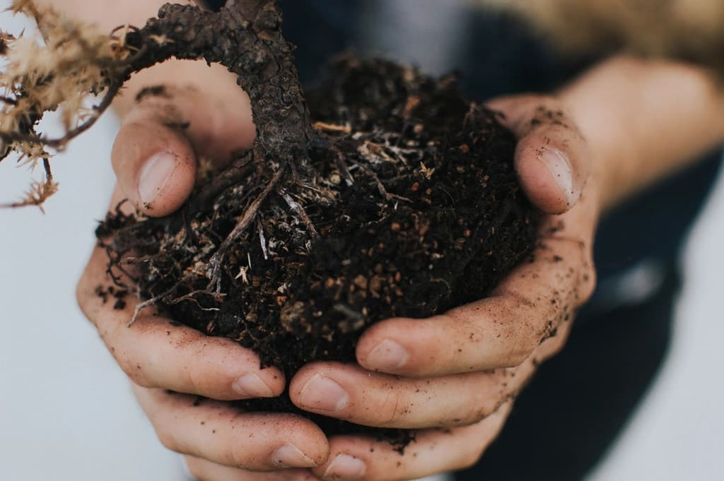 Cupped hands holding rich, fertile soil around a plant's roots